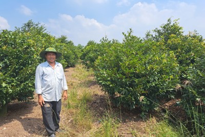 Làng hoa mai Bình Lợi tất bật đón Tết Quý Mão 2023