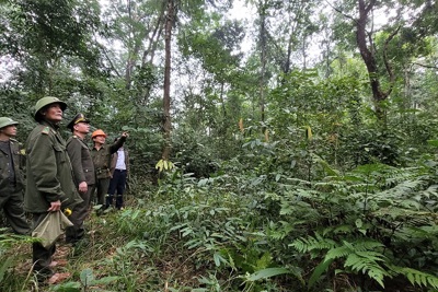 Hà Tĩnh: Bảo vệ rừng, những vấn đề đặt ra