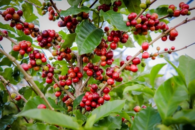 Giá cà phê hôm nay 10/1: Robusta quay đầu tăng, trong nước cán mốc 40.000 đồng/kg