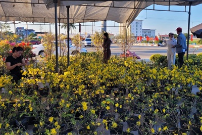 Hà Tĩnh: Hoa mai nở vàng rực, người kinh doanh lo mất tết