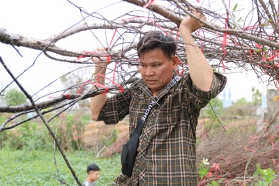 Đào rừng không kịp nở hoa để phục vụ người dân chơi Tết