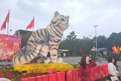 Chiêm ngưỡng "Mèo linh vật" Triệu Phong nổi tiếng trên mạng xã hội