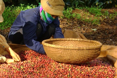 Giá cà phê hôm nay 26/1: Robusta tiếp tục tăng, tiến sát mốc 2.000 USD/tấn