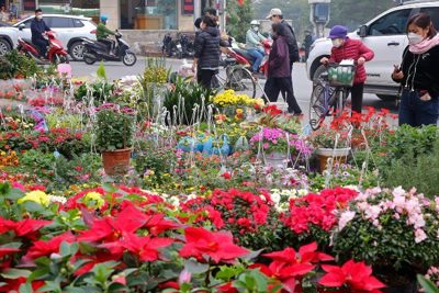 Quận Tây Hồ: Giá trị hoa, cây cảnh dịp Tết đạt hơn 177 tỷ đồng