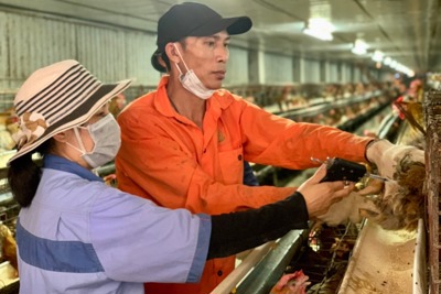 Hà Nội: Người chăn nuôi tất bật vào vụ mới