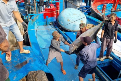 Ngư dân câu cá ngừ chỉ mong "lấy công làm lãi" ngày đầu năm