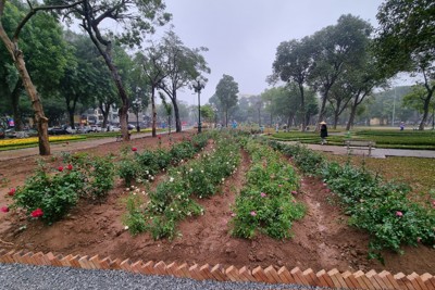 Công viên Thống Nhất tạo “rào mềm” bằng 10 nghìn gốc hoa hồng