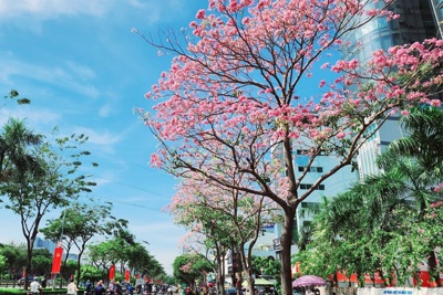 TP Hồ Chí Minh: Nhiều tuyến đường hoa kèn hồng nở sớm “hút hồn” du khách