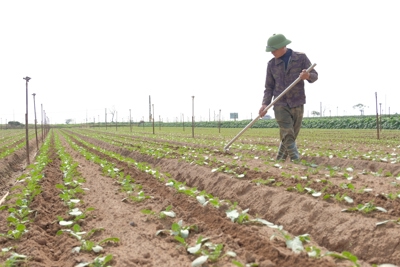 Hà Nội sẽ chuyển đổi hơn 3.800ha cây trồng trên đất lúa trong năm 2023