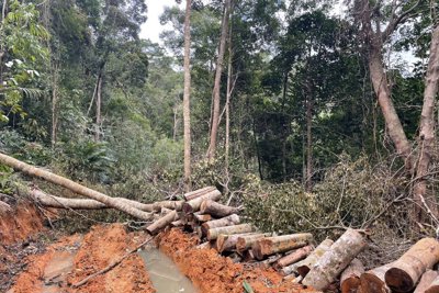 Khánh Hòa: Điều tra vụ phá rừng tại chân núi Đá Đen