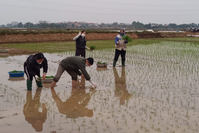 Ba Vì: Gieo cấy 6.200ha lúa trong vụ Xuân 2023