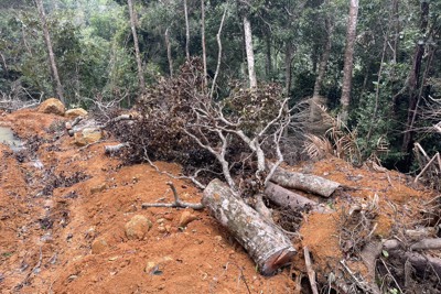 Ninh Hòa muốn bàn giao khu vực rừng bị phá cho đơn vị khác quản lý