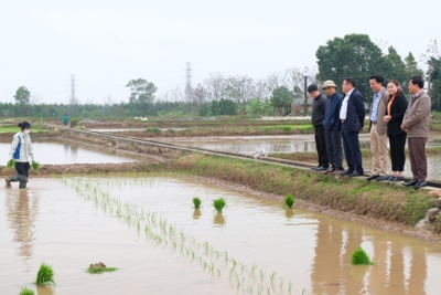 Hà Nội: Phấn đấu hoàn thành gieo cấy vụ Xuân trong tháng 2/2023