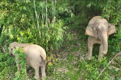 Nghệ An: Phát hiện một cá thể voi chết trong rừng