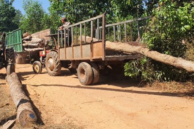 Đồng Nai: Ngang nhiên đốn hạ rừng phòng hộ và thách thức cán bộ