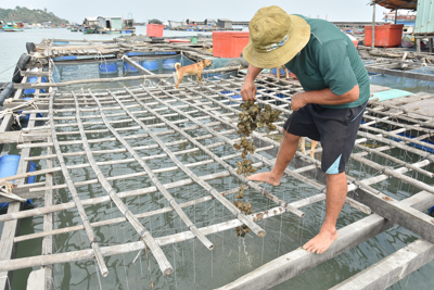 Kiên Giang: Cá chết hàng loạt nghi ô nhiễm nguồn nước?