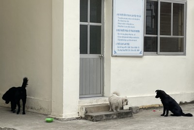 “Hoảng hồn” về những chú chó thả rông trong trụ sở cơ quan?
