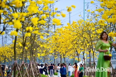 Giới trẻ thích thú check-in với đường hoa Phong Linh nở rực vàng