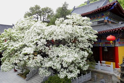  Ngắm loài hoa tuyệt sắc nhất Trung Quốc