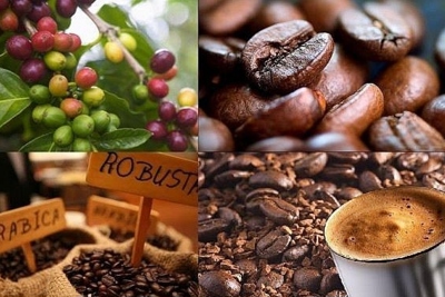 Giá cà phê hôm nay 23/2: Tăng rất mạnh, trong nước vượt 47.000 đồng/kg
