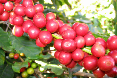 Giá cà phê hôm nay 24/2: Dứt đà tăng nóng, trong nước cao nhất 47.500 đồng/kg