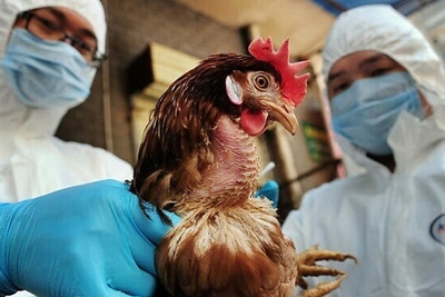 Cúm A/H5N1 gây chết người tại Campuchia, Bộ NN&PTNT phát đi công điện khẩn