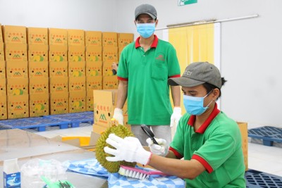 Việt Nam có thêm 230 mã số vùng trồng sầu riêng Trung Quốc cấp phép