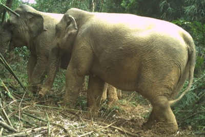 Hà Tĩnh: Bẫy ảnh phát hiện hai cá thể voi rừng