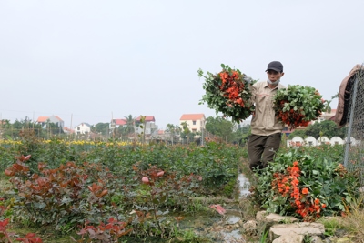 Huyện Mê Linh: Nông dân phấn khởi vì hoa được giá cao