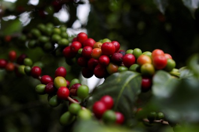 Giá cà phê hôm nay 11/3: Arabica tăng trở lại khi xuất khẩu Brazil giảm sâu