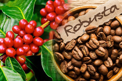 Để cà phê Việt Nam tăng trưởng xanh và phát triển bền vững