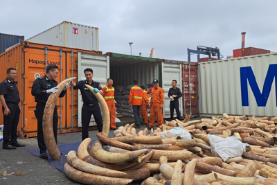 Bắt vụ buôn lậu ngà voi lớn nhất từ trước đến nay tại cảng Hải Phòng