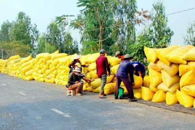 Xúc tiến trình Chính phủ đề án 1 triệu ha lúa chất lượng cao