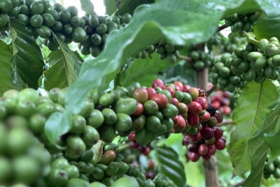 Giá cà phê hôm nay 14/5: Tăng đến 4.000 sau 2 tuần, vượt 55.000 đồng/kg