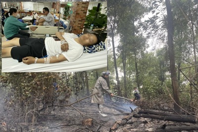 Hà Nội: Chữa cháy rừng, 1 người đàn ông bị ong tấn công phải nhập viện