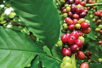 Giá cà phê hôm nay 24/3: Robusta tăng, cà phê Đắk Lắk cao nhất trong nước