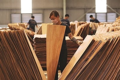 Mỹ gia hạn điều tra lẩn tránh phòng vệ thương mại với gỗ dán Việt Nam