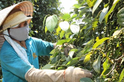 Giá tiêu hôm nay 28/3: Tiêu Indonesia tăng, dự báo cung không đủ cầu