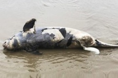 Hà Tĩnh: Liên tiếp phát hiện xác cá voi trôi dạt vào bờ biển
