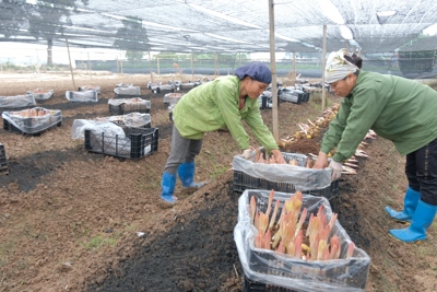 Kinh tế tuần hoàn, xu thế tất yếu phát triển nông nghiệp bền vững