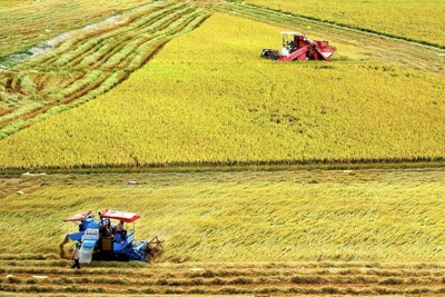 Sắp trình Chính phủ thông qua đề án 1 triệu ha lúa