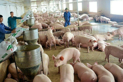 Giá lợn hơi ngày 1/4/2023: 2 miền Trung - Nam giảm nhẹ