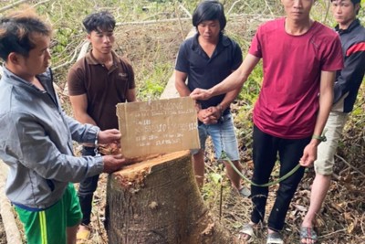 Lâm Đồng: Bắt giữ hình sự và dựng lại hiện trường vụ phá hoại rừng