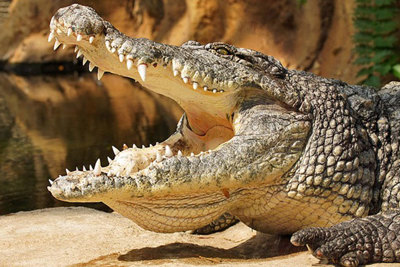Bạc Liêu: Cảnh báo cá sấu lớn đang “lang thang” nhiều ngày dưới kênh ao