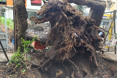 Sau vụ cây ngã ở trường Trần Văn Ơn: TP Hồ Chí Minh chỉ đạo nóng