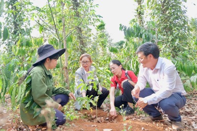 Mô hình trồng dổi đa giá trị, tạo sinh kế bền vững ở huyện Krông Nô