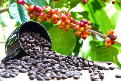 Giá cà phê hôm nay 6/4: Robusta tăng rất mạnh, trong nước cán mốc 50.000 đồng/kg