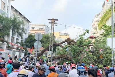 TP Hồ Chí Minh: Truy trách nhiệm vụ cây xanh đổ làm bị thương 7 người