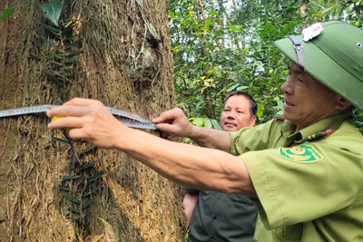 Hà Tĩnh: Giữ “báu vật” rừng lim xanh cổ thụ nơi biên giới Việt - Lào