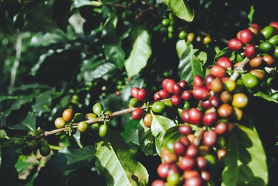 Giá cà phê hôm nay 7/4: Arabica tiếp tục tăng khi xuất khẩu toàn cầu giảm